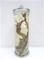 藏品(篦吻棘鮫)的圖片